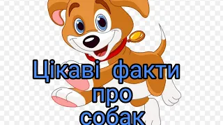 ЦІКАВІ ФАКТИ ПРО СОБАК