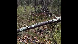 Svensk älgjakt 21 oktober 2023 med gråhund.