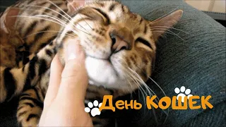 День Кошек Футаж Поздравление