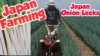 How Onion Leeks are Planted with JAPAN MODERN PLANTING/ Japan Agriculture