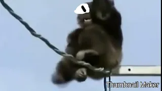 Chimp went oof oof