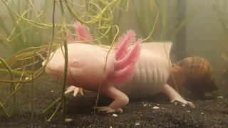 Axolotl and his friend