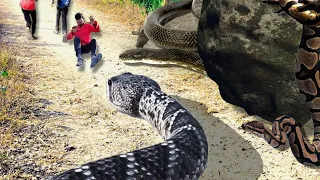 Anaconda Snake Chasing Boy Video 🐍