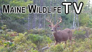 Maine Black Bear l Huge Buck l Deer l Fawn l Trail Cam l Maine Wildlife Trail Video
