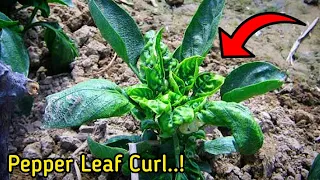 5-Reasons of Bell Pepper Leaf Curl Problem! - Pure Greeny