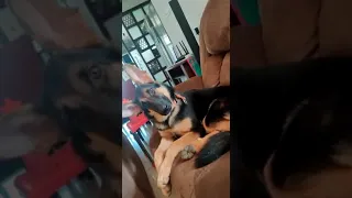 German shepherd pup sings