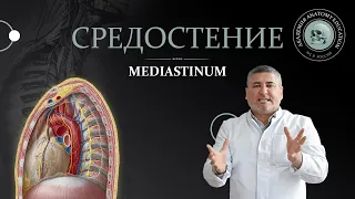 Средостение / MEDIASTINUM