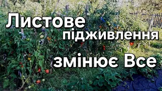 Добрива та препарати для листового підживлення на цілий сезон