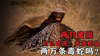 大连蛇岛有2万条毒蛇，如果把2只蜜獾放岛上，能把蛇全都吃完吗？