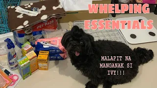 DOG WHELPING ESSENTIALS | MALAPIT NA MANGANAK SI IVY (ano dapat ihanda bago maglabor)