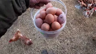 яйця кури несуться //кури як бізнес чи трата часу на