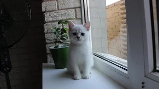 шотландский котенок 2 месяца Scottish straight 2 months