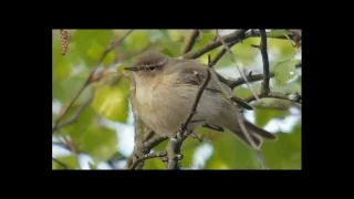 Shortheath Common Chiffchaff