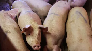 A Simple Pig Fattening Feed Formulation Plan #fattening #feedingpigs #pigfarminitaly #feeding