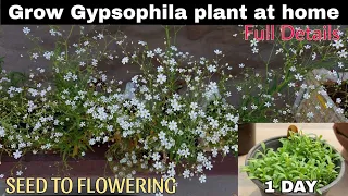 Grow Gypsophila Plant At Home😃|SEED TO FLOWERING|घर पर जिप्सोफिला का पौधा उगाएं|104 DAYS UPDATE🤩