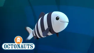 ​@Octonauts - The Hungry Pilot Fish | Full Episode 21 | @OctonautsandFriends