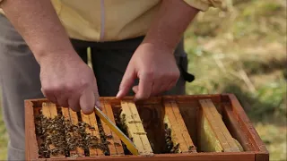 ABC pasieki cz. 1 - pierwsza kontrola po zimie