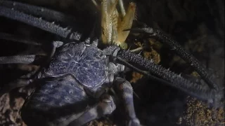 Whip Scorpion