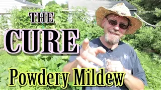 The BEST Way to Stop Powdery Mildew