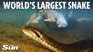 World's largest snake 'as thick as a car tyre' filmed slithering across river floor by TV crew