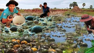 Wow Amazing Top 5 Fishing!! A fisherman catch skills lots of fish and snails after rain at field