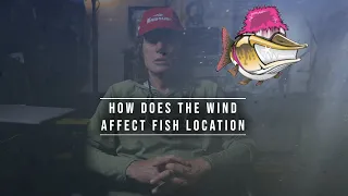 How does the wind affect fish location?