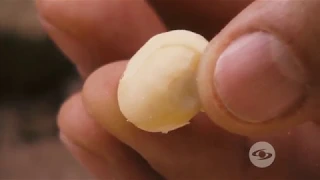 Cómo realizar un cultivo de macadamia