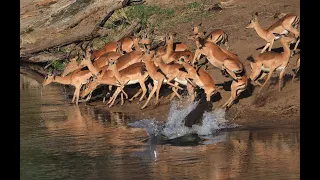 Crocodile hunts Impala 3rd time Lucky! Not easy to see these reptiles catch a meal but we did!!