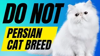 10 Reasons You Should Not Get A Persian Cat