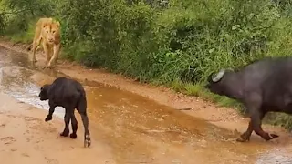 Buffalo Saves Her Newborn Calf from Lion