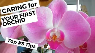 Orchid Care : TOP #5 TIPS for Phalaenopsis Beginners