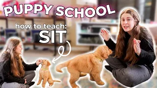 Puppy School: How to Teach Your Puppy "SIT" From Start to Finish