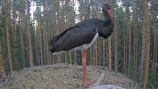 Must-toonekurg~Black Stork Visitor on Karl II nest ~6:52 PM 2023/04/08