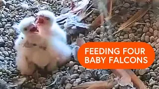 Four hungry baby falcons | BGSU Falcon Cam 2024