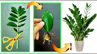 incredible technique !!! tear it to pieces and multiply it infinitely! zamioculcas zamiofolia, zz