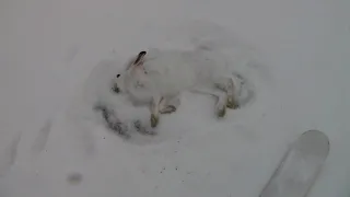 Охота на зайца!  Канада 2018