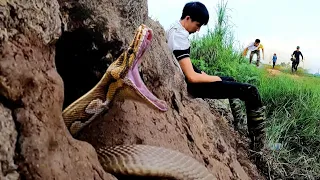 Young Boy Got Shocked When 100 King Cobra Roaring Underground | Mike Vlogs