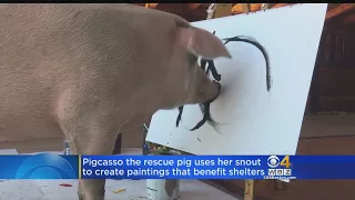 'Pig-casso' The Painting Pig