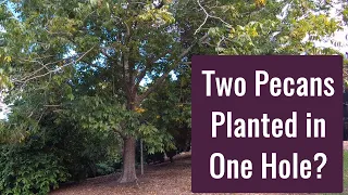 Two Pecan Trees Planted in One Hole - Backyard Orchard Culture