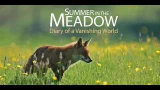 TRAILER - Summer in the Meadow - Diary of a Vanishing World