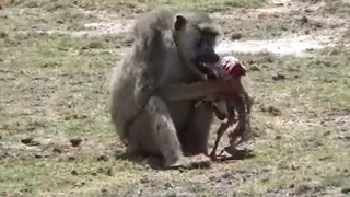 Baboon attacks gazelle (🚫sensitive content) #africananimals #baboon #4kvideo #youtube #youtuber