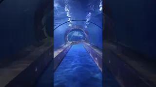WATER TUNNEL, OCEANOGRAFIC VALENCIA #shorts #shortvideo #youtubeshorts #water #tunnel #viral #short