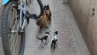 Mother Cat Walking With Her Kittens Taking Them To Secure Place