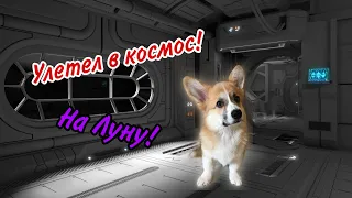 💫 Корги в Космосе! 🚀Корги Рокки (говорящая собака)