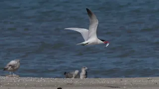 North American Caspian Terns court with a fish, fly about, mate, preen and rest on a USA beach