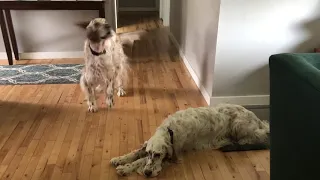 English Setter Wanting For Walks