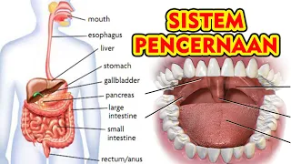 Sistem Pencernaan Part 1 || Mulut, Lidah dan Gigi