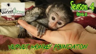 Orphan baby monkey Kinney meets the gang, concern for new orphan Toni found cold and alone