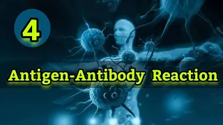 أساسيات المناعه (4) - شرح بالعربي  Antigen Antibody Reaction