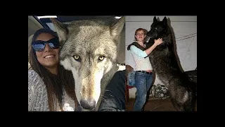 Halb Wolf, halb Hund! Warum sind Wolfshunde besser als normale Hunde?